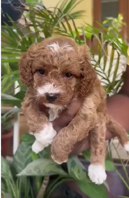 Purchase Friendly Poodle Puppy from Mumbai